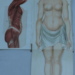 anatomia mujer 100 € (1)