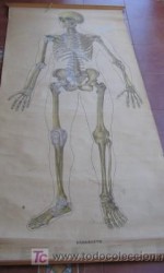mapa anatomia 195 x 90 cm - 1951  - 360 €