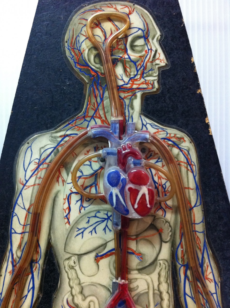 ESTUDIO CIRCULACION DE LA SANGRE - BELGICA - 350 €